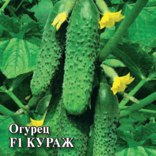 img-2: Огурец Кураж F1 - ООО «Семена Тут»