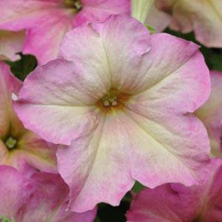 img-0: Петуния грандифлора Софистика Антик Шейдес [10 драже] - ООО «Семена Тут»