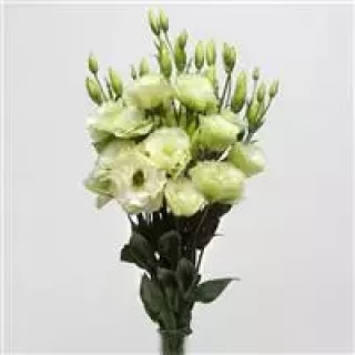 img-2: Эустома АБС 1 Грин [100 драже] - ООО «Семена Тут»