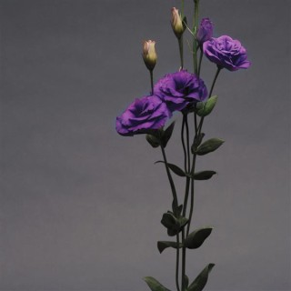 img-2: Эустома АБС 1 Пурпл [1000 драже] - ООО «Семена Тут»