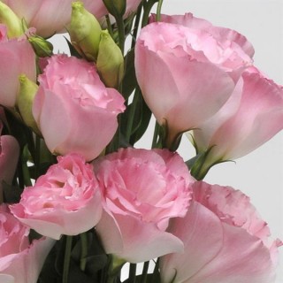 img-0: Эустома АБС 2 Мисти Пинк [1000 драже] - ООО «Семена Тут»