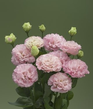 img-0: Эустома Корелли 3 Пич [1000 драже] - ООО «Семена Тут»