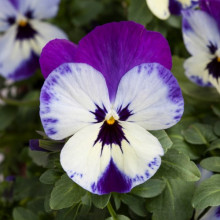 Виола ампельная Фрифолл Икс Эль Парпл Фейс [100 шт] - ООО «Семена Тут»