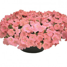 Петуния ампельная Саксесс Салмон [100 драже] - ООО «Семена Тут»