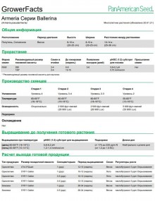 img-1: Армерия Балерина Лилак [1000 шт] - ООО «Семена Тут»