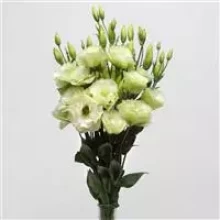 img-2: Эустома АБС 1 Грин [100 драже] - ООО «Семена Тут»