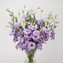 img-2: Эустома АБС 2 Лаванда [1000 драже] - ООО «Семена Тут»