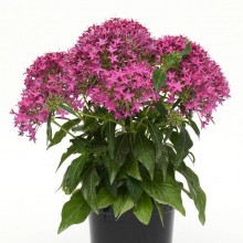 img-1: Пентас Лаки Стар Виолет [100 драже] - ООО «Семена Тут»