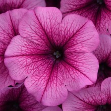 Петуния ампельная F1 Изи Вэйв Роуз Фьюжн [100 драже] - ООО «Семена Тут»